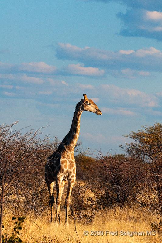 20090609_172511 D300 X1.jpg - Giraffes are the tallest land living animal